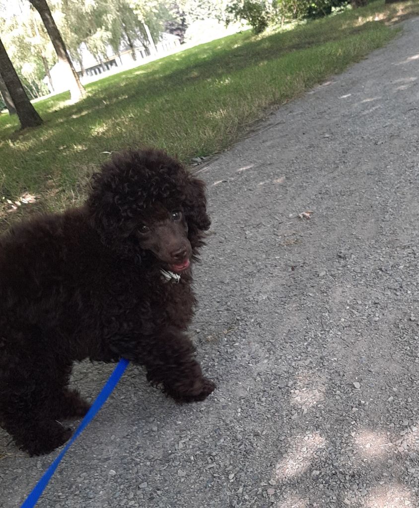 chiot Caniche De La Plume Du Cygne Noir