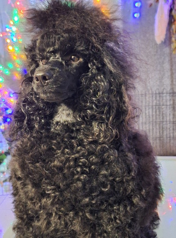 Vortex De La Plume Du Cygne Noir