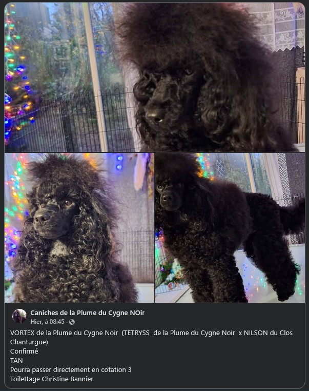 Retour sur la Nationale d'Elevage Vortex de la Plume du Cygne Noir