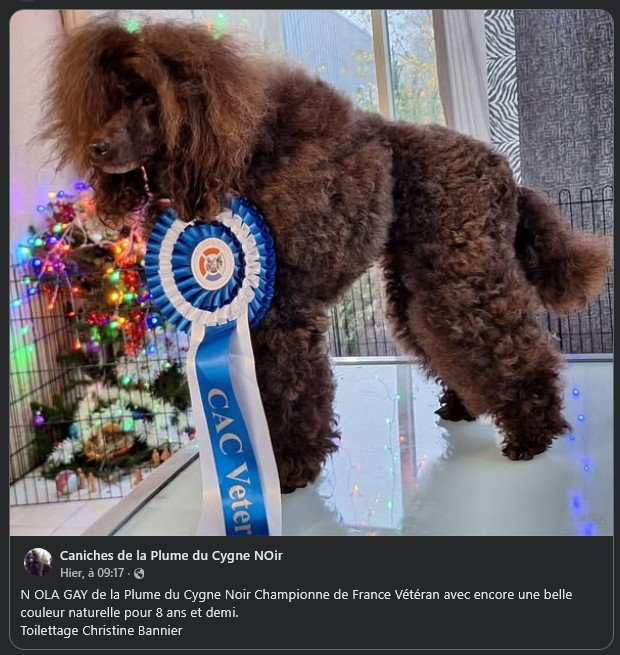 Retour sur la Nationale d'élevage 2025 - N-Ola Gay de la PLume du Cygne Noir