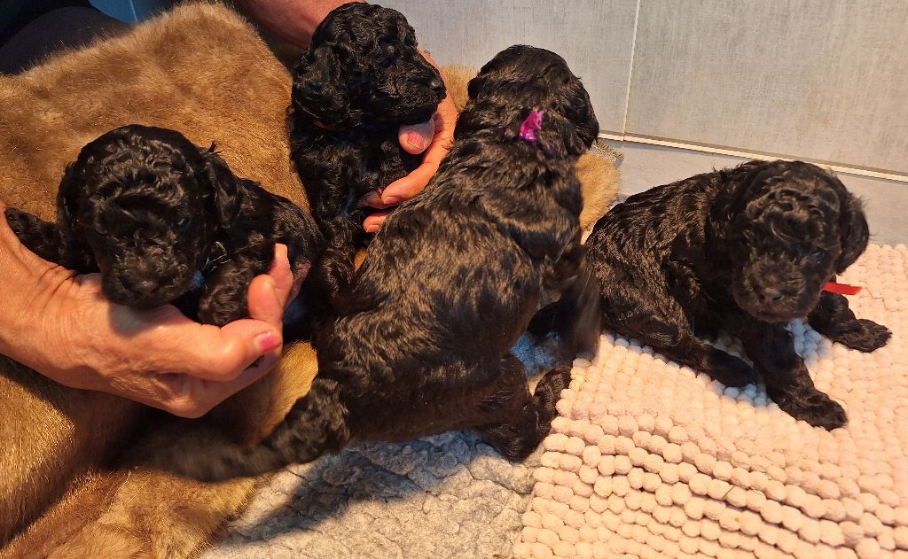 Chiot Caniche De La Plume Du Cygne Noir