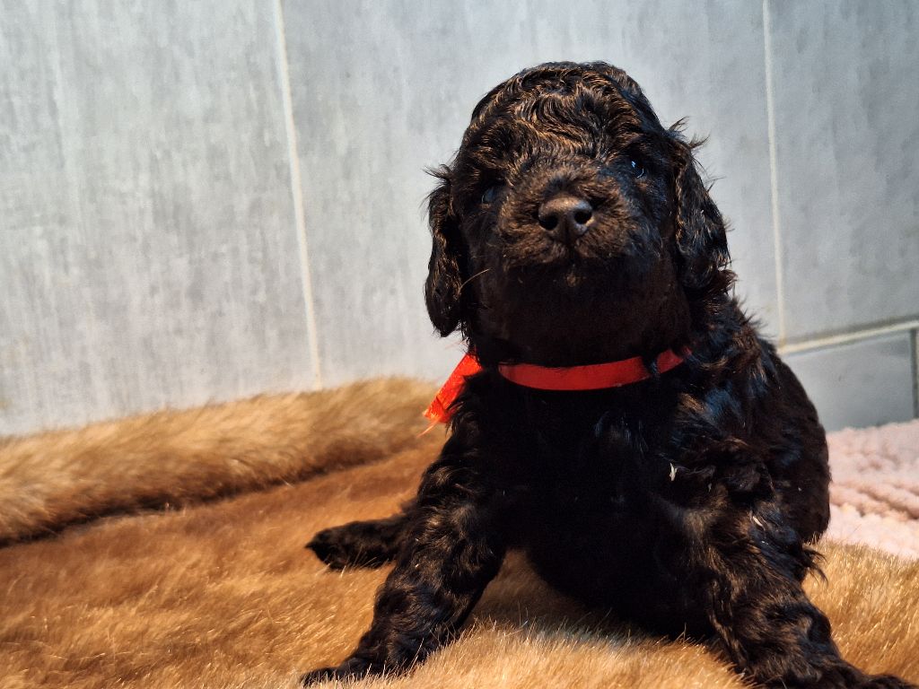 De La Plume Du Cygne Noir - Chiots disponibles - Caniche
