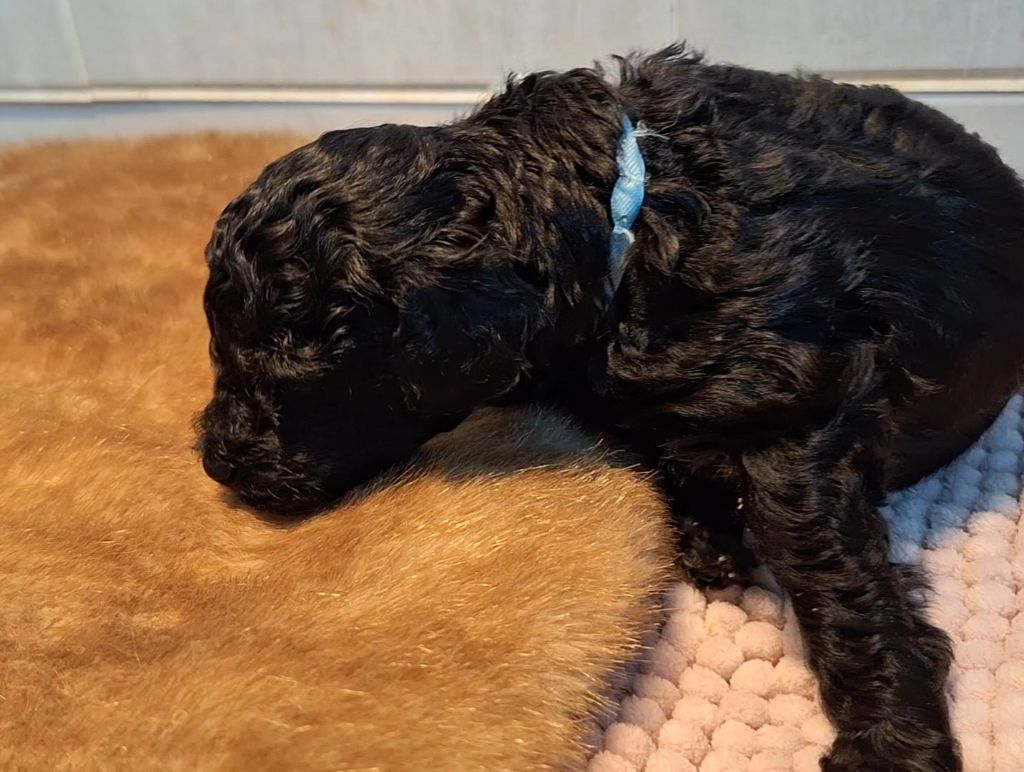 De La Plume Du Cygne Noir - Chiots disponibles - Caniche