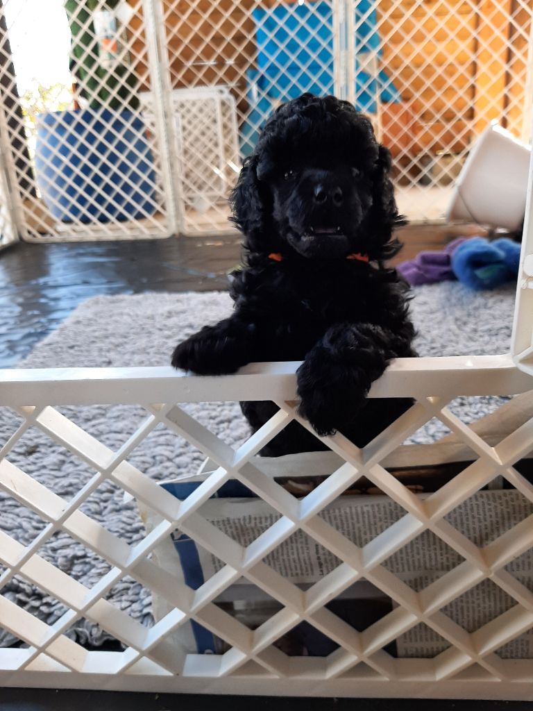 De La Plume Du Cygne Noir - Caniche - Portée née le 19/07/2022