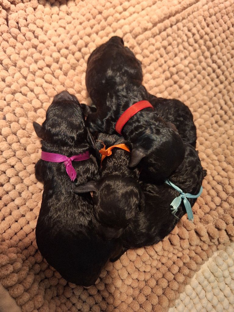 De La Plume Du Cygne Noir - Chiots disponibles - Caniche