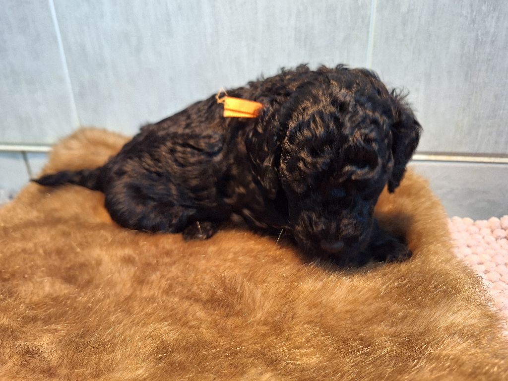 De La Plume Du Cygne Noir - Chiots disponibles - Caniche