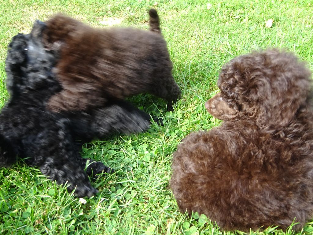 De La Plume Du Cygne Noir - Caniche - Portée née le 05/07/2017